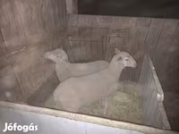 Sheep, Sheep — photo 3