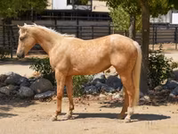 Madyan, Quarter Horse — foto 1