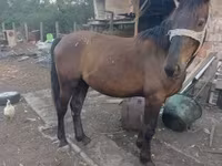 Koń, Konie — zdjęcie 2
