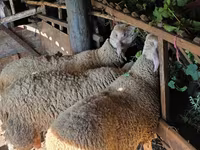 Ovan, Lacaune sheep — fotografija 3