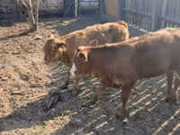 Bulle, Limousin-Kuh — Foto 6
