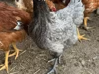 Chickens — الصورة 5