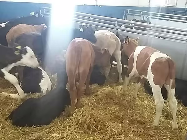 Goveda (partija, pol nije naveden), Simmental cattle