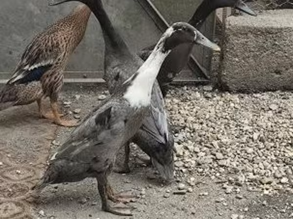 Indischer Laufente