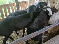 Ovan, Rhon sheep — fotografija 7