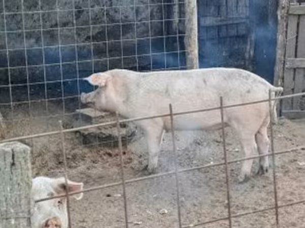 Säue, Крупная белая