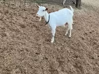 母山羊, Saanen goat — 照片 2