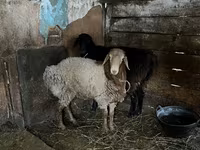 Widder, Rhon sheep — Foto 3