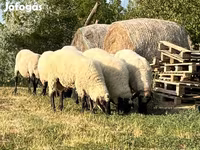 Widder, Tsigai sheep — Foto 2