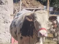 Byk, Simmental cattle — zdjęcie 1