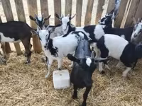 Billy Goat, Goats — photo 6