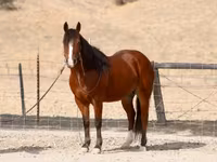 Pastuv, Quarter Horse — fotografija 3