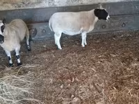 公羊, Dorper sheep — 照片 1
