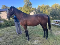 Pastuv, Standardbred — fotografija 1