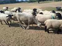 Oveja, White Suffolk sheep — foto 8
