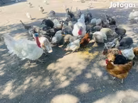 Guinea fowl — fotografija 3