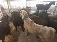 公羊, Sheep — 照片 1