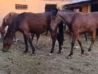 Madyan, Kyrgyz Horse — foto 1
