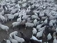 Ovca, Hampshire sheep — fotografija 3