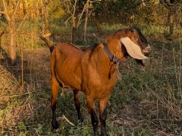 Kozioł, Nubian Goat