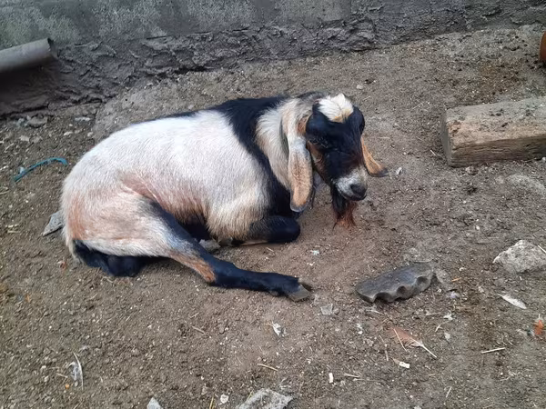 Bélier, Moutons