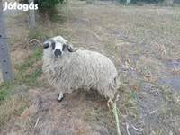 كبش, Racka sheep — الصورة 4