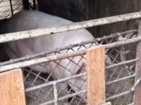 母猪, Pigs — 照片 2