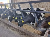 Byk, Russian Black pied cattle — zdjęcie 8