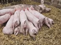 母猪, Крупная белая — 照片 3