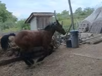 Pastuv, Коњи — fotografija 1