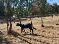 बकरी, Nubian Goat — फ़ोटो 4