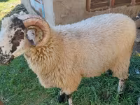 Qoç, Qoyunlar — foto 1
