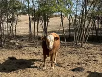 公牛, Limousin cow — 照片 2