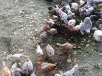 Chickens — الصورة 1