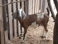 Cabro, Cabras — foto 5
