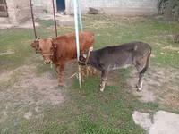 雌牛, Swiss cattle — 写真 3