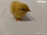 Quails — Foto 3