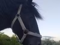 Cavalo, Hucul pony — foto 2