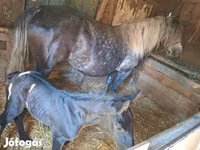 母马, Horses — 照片 3