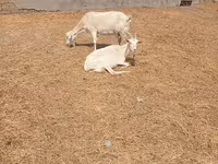 Jarac, Saanen goat — fotografija 6