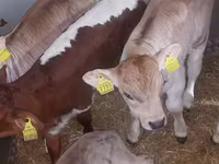 Buğa, Simmental cattle — foto 3