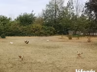 Chickens — 照片 4