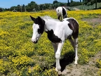 घोड़ा, Gypsy horse — फ़ोटो 2
