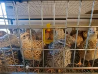 Quails — Foto 5