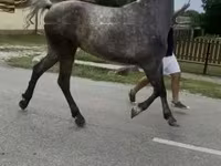 घोड़ी, घोड़े — फ़ोटो 1
