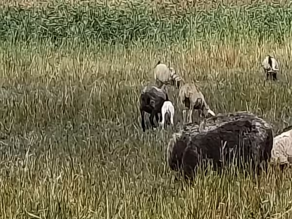 Schaf, Romanov sheep