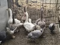 Geese — Foto 1