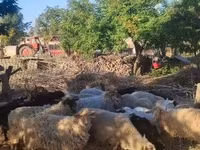 Ovelhas (lote, sexo não especificado), Dorper sheep — foto 3