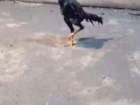 Chickens — fotografija 7