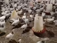 Chickens — fotografija 3